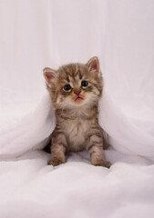 Kitten on blanket.