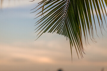 The close background of the green rice fields, the seedlings that are growing, are seen in rural areas as the main occupation of rice farmers who grow rice for sale or living.
