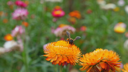 Close-up of bee collecting nectar from orange flowers in vibrant summer garden, promoting importance of pollination and biodiversity. Pollination and Biodiversity.