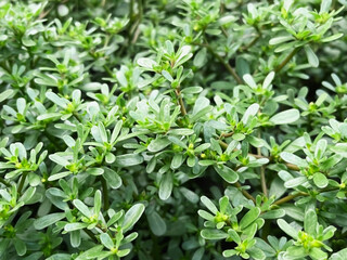 blooming Purslane (Portulaca oleracea) growing in the garden