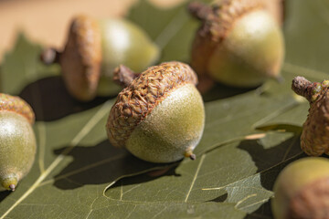 Acorns closeup on leaves as a background. Autumn, fall and thanksgiving day concept.