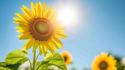 Obraz premium Bright sunflower in full bloom, set against a clear blue sky