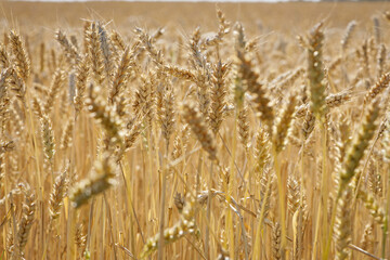 Wheat field with ears of golden wheat. good harvest. harvesting, farmland. The concept of a rich harvest. agricultural fields. Ripe ears rural nature scenery background. close-up, selective focus