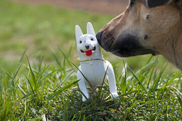 A cute dog. plays for a walk. dog sniff plastic toy. natural background. play outdoors. toy on green grass, dog muzzle German shepherd, close-up. dog handlers, veterinary medicine