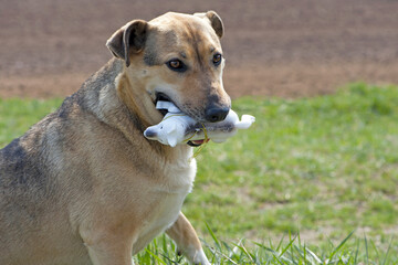 Cute dog waiting to play with toy at walk. the dog is holding a white plastic toy dog in his teeth. sitting on the green grass. play outdoors. close-up. dog handlers, veterinary medicine.