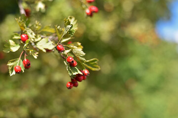 Crataegus. autumn forest red berries on a branch. Close-up of ripe winter fruits of red hawthorn with natural background. bokeh, place for text. hawthorn bush, berries in medicine, cosmetology