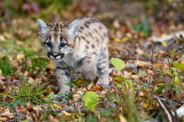 Cougar Kitten (Puma concolor) Hesitantly Steps Forward Autumn