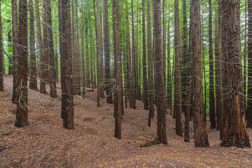 Natural Monument of the Sequoias of Monte Cabezon