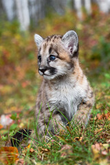Cougar Kitten (Puma concolor) Sits Alone Looking Left Autumn