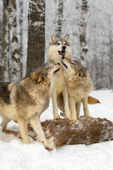 Grey Wolves (Canis lupus) Nose Under Chin of Wolf Standing on Deer Body Winter