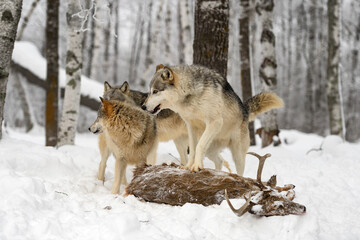 Grey Wolf (Canis lupus) Stands Atop Body of White-Tail Buck Pack Behind Winter