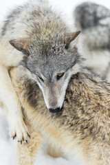 Fototapeta premium Grey Wolf (Canis lupus) Lays Head and Front Paw Over Back of Packmate Winter