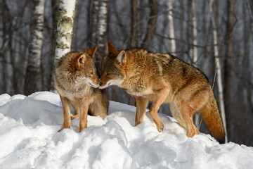Coyote (Canis latrans) Sniffs at Packmate in Birches Winter