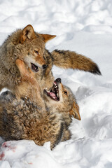 Coyote (Canis latrans) Bares Teeth at Packmate Pinning It Down Winter