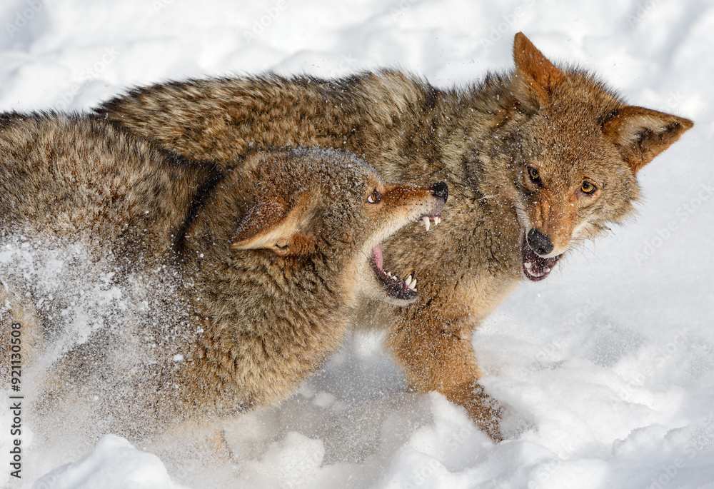 Canvas Prints Coyotes (Canis latrans) Snap at Each Other Winter