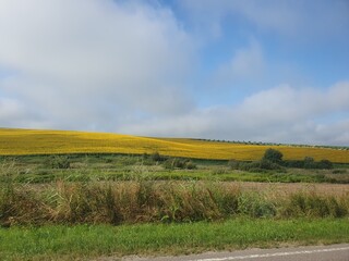 Obraz premium Sunflower field, yellow sunflowers against blue sky, beauty