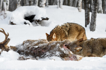 Obraz premium Coyotes (Canis latrans) Chewing at White-Tail Deer Carcass Winter