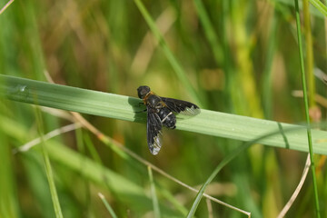 Closeup on a dark black colored humblefly, Hemipenthes velutina, on a straw of grass