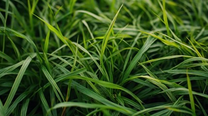 Obraz premium Close-up of Lush Green Grass Blades