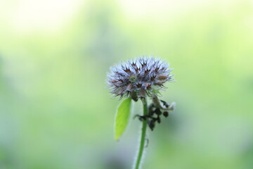 close up wild basil with two blossoms and green background, gentle basil blossoms in the sunlight, violet flower