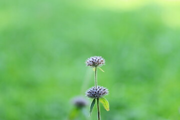 wild basil with two blossoms and green background, gentle basil blossoms in the sunlight, violet flower