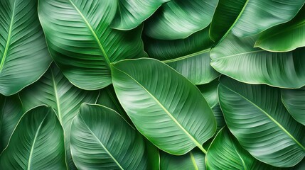 A close-up shot of large green leaves with visible veins and texture. The leaves are arranged in a overlapping pattern.