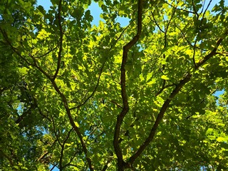 green leaves and sun