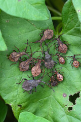 Vertical closeup on an aggregation group of diverse instar nymphs in diverse stadia of development of the Brown dock bug, Coreus marginatus