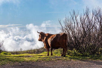 A cow grazing on the mountain tops of Madeira Island