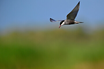 Whiskered tern // Weißbart-Seeschwalbe (Chlidonias hybrida) - Lake Skadar, Motenegro