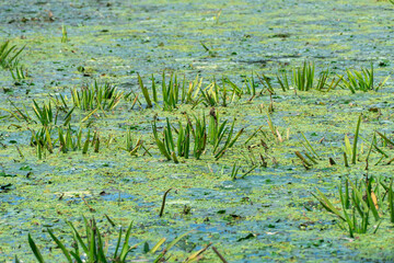 Green leaves of stratiotes aloides on water surface. Green aquatic plant floating water soldiers on...