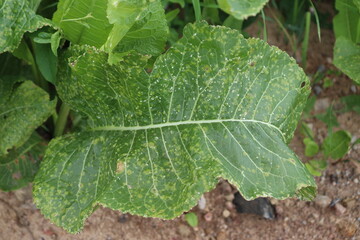 White blister rust (Albugo candida). Symptoms of disease in form of white spots on green leaf of horseradish (Armoracia rusticana) plant