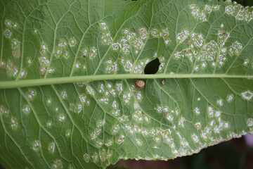 White blister rust (Albugo candida). Symptoms of disease in form of white spots on green leaf of...