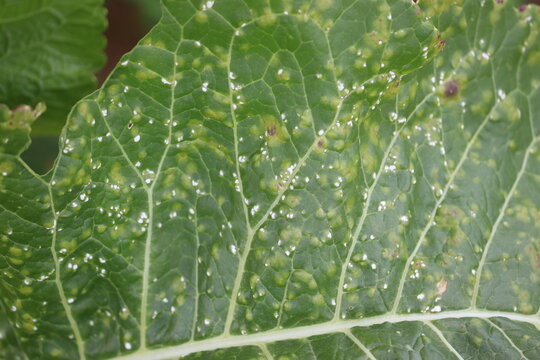 White blister rust (Albugo candida). Symptoms of disease in form of white spots on green leaf of horseradish (Armoracia rusticana) plant