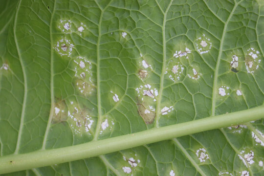 White blister rust (Albugo candida). Symptoms of disease in form of white spots on green leaf of horseradish (Armoracia rusticana) plant