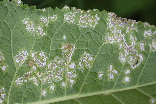 White blister rust (Albugo candida). Symptoms of disease in form of white spots on green leaf of horseradish (Armoracia rusticana) plant