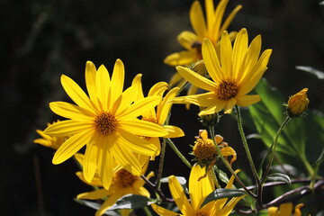 Yellow flowers of Jerusalem artichoke plant or Helianthus tuberosus in summer garden