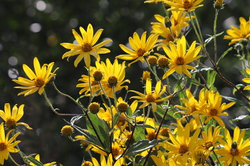 Yellow flowers of Jerusalem artichoke plant or Helianthus tuberosus in summer garden