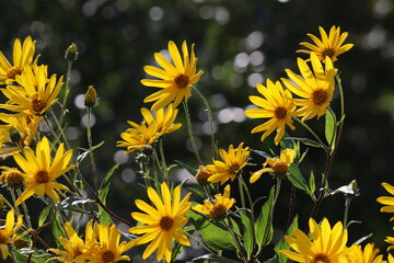 Yellow flowers of Jerusalem artichoke plant or Helianthus tuberosus in summer garden