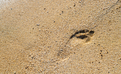 Single footprint in the sand of a beach in Mauritius (Indian Ocean). Perfect shape and silhouette of a human footprint in fine wet coral sand. Holiday destination and place of longing in Africa.