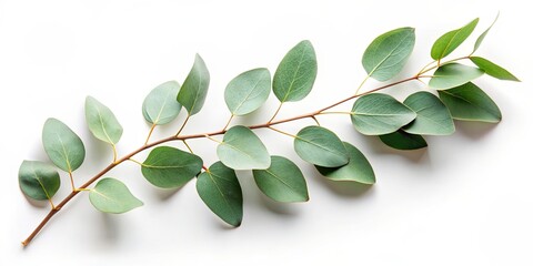 Eucalyptus branch with green leaves on a white background, Eucalyptus, branch, leaves, green, fresh, plant, natural