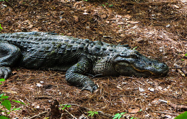 Alligator Laying on the Bank of its Water Hole