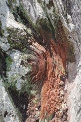 The bark of an old relict pine, bleached in the southern sun