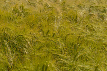 View to the barley field at summer time