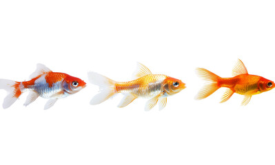 Goldfish splashing in of water water world fauna on white background PNG Image, Aquatic fauna concept.