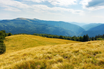 Fototapeta premium forest on the edge of grassy hill. carpathian mountain landscape in late summer. sunny weather. picturesque alpine pasture