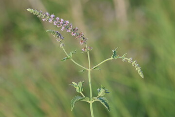 Mentha longifolia, also known as horse mint, brookmint, fillymint or St. John's horsemint, is a...