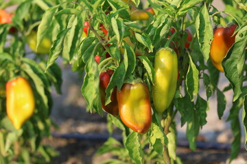 Red capias pepper production in the field	
