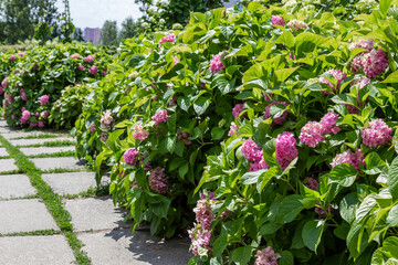 Pink hydrangea bushes in the city park.