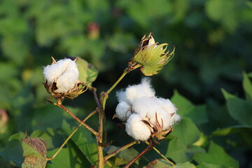cotton plants in the field with cotton ball